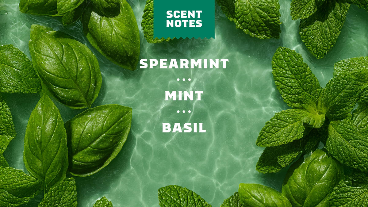 Premium Spearmint Basil